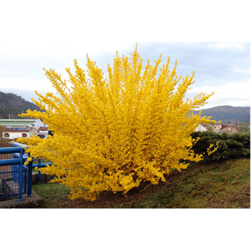FORSYTHIA 'LYNWOOD'