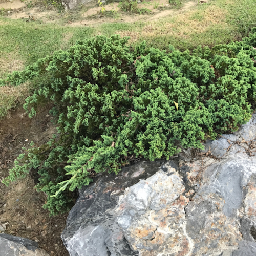 JUNIPERUS PROCUMBENS NANA