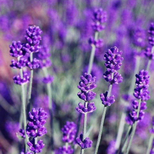 Lavande - Lavandula angustifolia 30-40/25cm