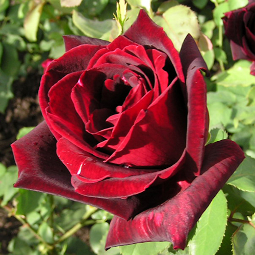 ROSIER ARBUSTIF 'PAPA MEILLAND®'